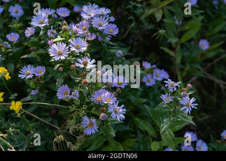 Sfondo naturale reale: Fiori Aster amellus in fiore giardino galleggiato witn luce del sole al tramonto in una bella giornata estiva Foto Stock