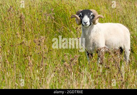 Primo piano di una bella Swaledale RAM con corna di ricci, roaming gratuito sulla brughiera aperta vicino Keld nello Yorkshire Dales, Regno Unito. Guardando la fotocamera. Orizzontale. Foto Stock