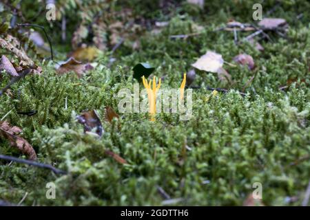 La Calocera viscosa, comunemente nota come stagshorn giallo, è un fungo della gelatina, un membro dei Dacrymycetales, Foto Stock