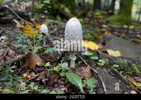 Coprinus comatus, shaggy copertura di inchiostro, avvocato parrucca, o shaggy mane, è un fungo comune spesso visto che cresce su prati lungo strade di ghiaia e aree di rifiuti Foto Stock