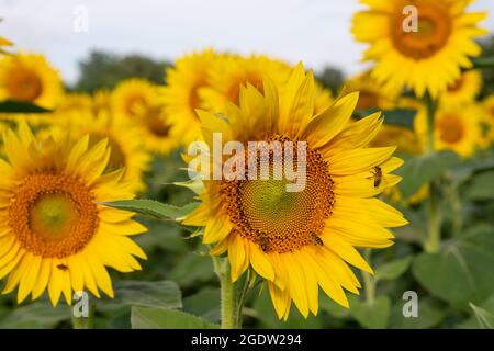 Campo di girasole nella soleggiata Toscana, mare giallo di fiori. Foto Stock