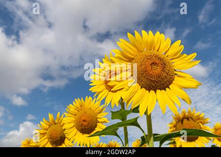 Campo di girasole nella soleggiata Toscana, mare giallo di fiori sul cielo blu. Foto Stock