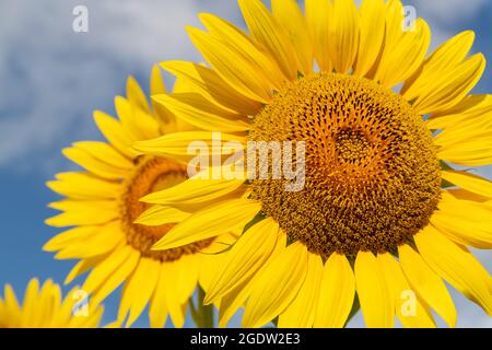 Campo di girasole nella soleggiata Toscana, mare giallo di fiori sul cielo blu. Foto Stock