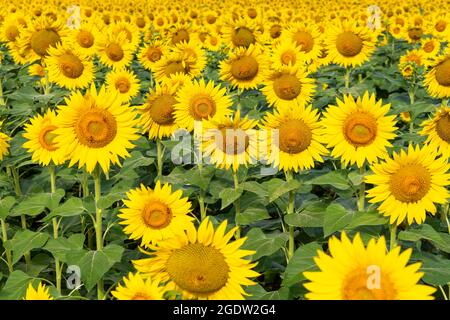 Campo di girasole nella soleggiata Toscana, mare giallo di fiori. Foto Stock