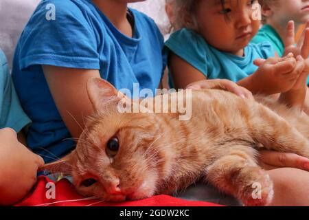 I capretti carini ed il loro gatto che giacciono insieme. Concetto di bambini e animali domestici. Foto Stock