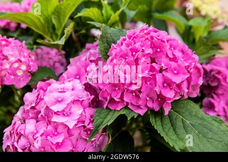 I fiori di Hydrangea rosa vibranti si avvicinano. Arbusto di hydrangea macrophylla. Hortensia sfondo floreale. Foto Stock