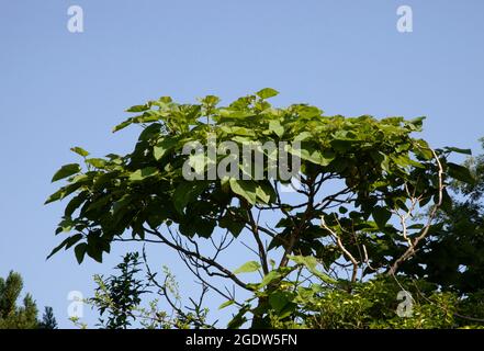 Un singolo tiro da un albero morto di Foxglove, Paulownia, è scoppiato in fiore con un raccolto fine di fogliame Foto Stock