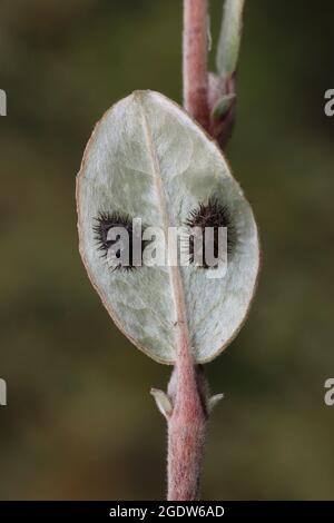 Rene Spot Ladybird pupe su salice strisciante foglia Foto Stock