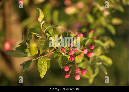 Primo piano vista primaverile della fioritura rosa della mela di granchio (Malus Sylvestris) fiorisce in una calda luce serale su sfondo sfocato, Ballinteer, Dublino Foto Stock