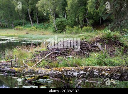 European or Eurasian Beaver, Castor Fiber, banca Lodge costruito su un lago, Inverness, Scozia, British, Isles Foto Stock