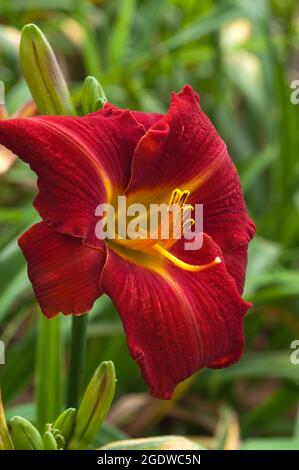 Sydney Australia, fiore rosso di un hemerocallis o giglio Foto Stock