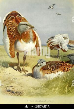 Archibald Thorburn vintage British uccello illustrazione Grande Bustard Foto Stock