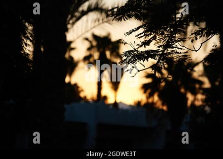 Albero di palmo in retroilluminazione. Silhouette di palme. Palme da datteri contro la retroilluminazione del cielo. Foto Stock