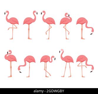 Flamingo uccello animale set isolato su sfondo bianco. Vettore Illustrazione Vettoriale