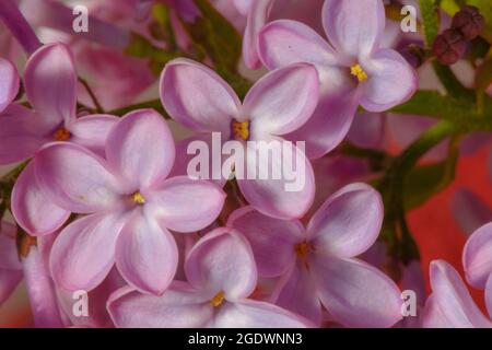 primo piano di infiorescenza lilla, cinque petali viola profumati Foto Stock