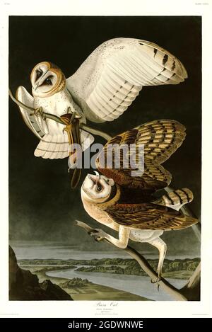 Vintage uccello illustrazione di John James Audubon - Barn Owls Foto Stock