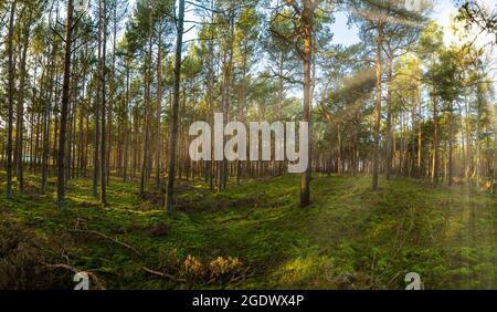 Panorama di una pittoresca foresta di fresco verde di alberi decidui con la colata di sun i suoi raggi di luce attraverso il fogliame Foto Stock
