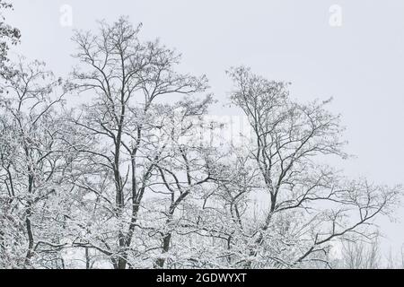 Alberi ricoperti di neve durante la bizzarda. Periodo invernale Foto Stock