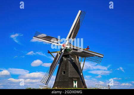 Beesel, Paesi Bassi - 9 luglio. 2021: Vista su isolato tipico mulino a vento olandese (Molen de grauwe birra) in paesaggio rurale contro il cielo blu profondo estate wit Foto Stock