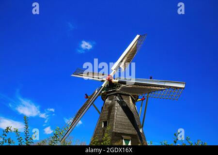 Beesel, Paesi Bassi - 9 luglio. 2021: Vista su isolato tipico mulino a vento olandese (Molen de grauwe birra) in paesaggio rurale contro il cielo blu profondo estate wit Foto Stock