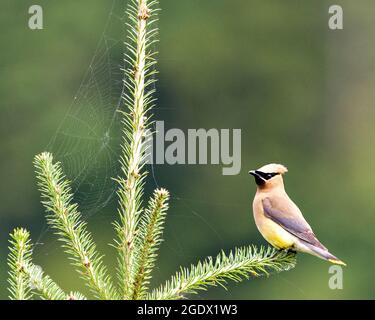 Cedar Waxwing arroccato su rami di conifere con una rete di ragno e sfondo verde nel suo ambiente e habitat circostante. Foto Stock