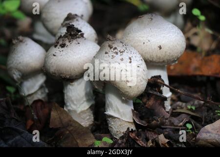Rari funghi di stagione trovati in poche parti dell'india. Funghi naturali freschi che crescono a terra Foto Stock