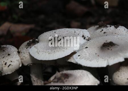 Rari funghi bianchi commestibili trovati in india su un gruppo. Coltivazione naturale di funghi Foto Stock