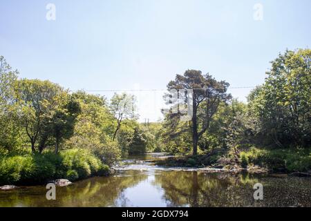 Un ruscello che scorre dolcemente in un pomeriggio primaverile, con sole e alberi nella costa occidentale dell'Irlanda Foto Stock