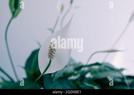 Pace Giglio spathiphyllum casa pianta fiore bianco con foglie verdi sullo sfondo Foto Stock