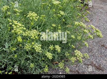 Closeup di fiori di Critmum maritimum. Samphire di roccia o finocchio di mare pianta selvatica commestibile. Foto Stock