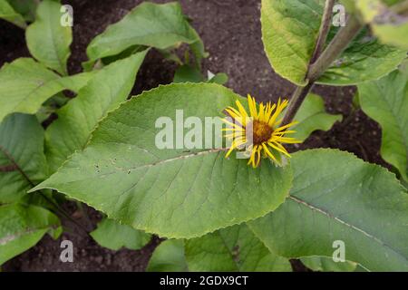 Elecamppane o Horse-Heal o Elfdock o Inula Helenium pianta con foglie e testa di fiore giallo brillante Foto Stock