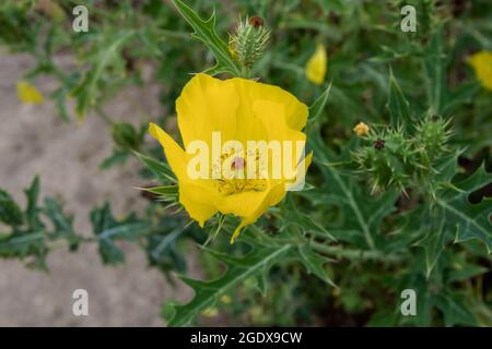 Papavero messicano fiori giallo brillante e foglie di ceci e frutta. Argemone mexicana pianta della famiglia Papaveraceae Foto Stock