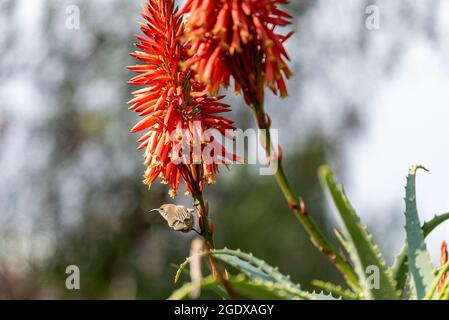 Aloe vera fiorente con un uccello nettario palestinese. Foto Stock