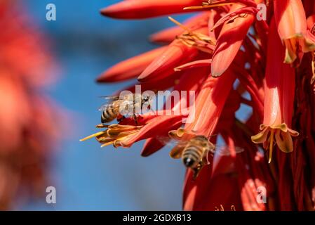 Barbadensis Aloe vera Fiore in fiore con le api che succhiano il nettare e che impollinano. Aloe vera in fiore con le api. Foto Stock