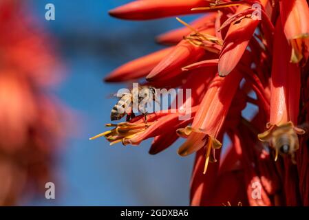 Barbadensis Aloe vera Fiore in fiore con le api che succhiano il nettare e che impollinano. Aloe vera in fiore con le api. Foto Stock