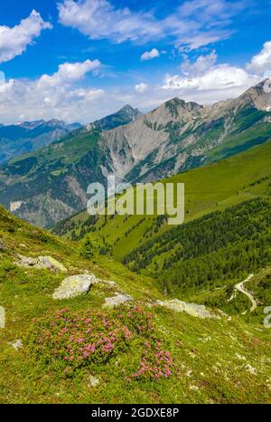 24 luglio 2021, Austria, Kals am Großglockner: La Rosa alpina di lievito Rusty (Rhododendron ferrugineum), chiamata anche Rusty Alpine Rose o Rusty Alpine Bush, fiorisce su una montagna nel Parco Nazionale degli alti Tauri. Foto: Patrick Pleul/dpa-Zentralbild/ZB Foto Stock