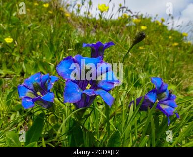 24 luglio 2021, Austria, Kals am Großglockner: Il genziano del Koch (Gentiana acaulis), anche scritto genziana di Koch e chiamato anche genziana senza stelo, fiorisce su una montagna nel Parco Nazionale degli alti Tauri. Foto: Patrick Pleul/dpa-Zentralbild/ZB Foto Stock