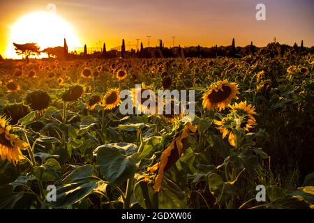 Campi di girasole in Toscana sullo sfondo di un cielo serale al tramonto Foto Stock