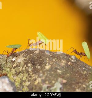 Angolo di primo piano di Leafcutter Ants, che sono un esempio di lavoro costante e lavoro di squadra. Foto Stock