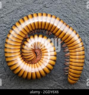 Angolo dall'alto di una Centipede dorata in posizione di riposo. Spirale di vita rappresentata in un insetto. Foto Stock