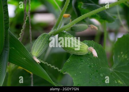 Un cetriolo verde con fiori che crescono in un giardino o in una serra. Il concetto di raccolta. Foto Stock