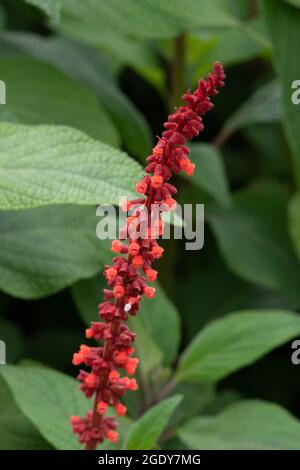 La Salvia confertiflora Foto Stock