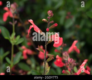 Salvia greggii " Pesca " Foto Stock