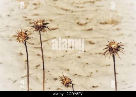 Fiori di cardo secchi con sabbia sullo sfondo in un caldo pomeriggio estivo Foto Stock