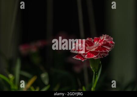 Fiore colore giardino in vaso in estate sole bella giornata Foto Stock