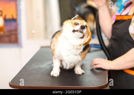 Cane Corgi Drying PET Grooming e concetto di acconciatura Foto Stock