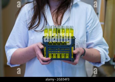 Una donna ricercatrice che detiene frazioni di composto raccolte dalla cromatografia su colonna in un laboratorio chimico per la ricerca biomedica Foto Stock