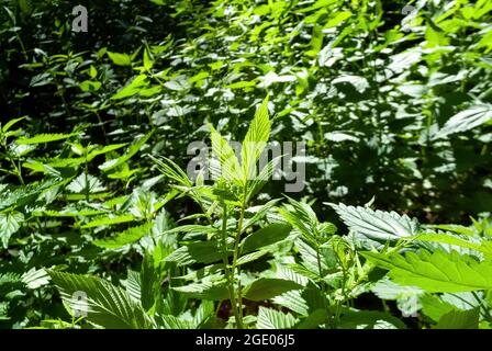 i lamponi giovani crescono tra le nettle, in estate Foto Stock