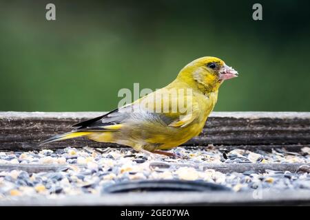 Verdino, cloris di Carduelis, alimentazione ad un tavolo di uccello di giardino. Foto Stock