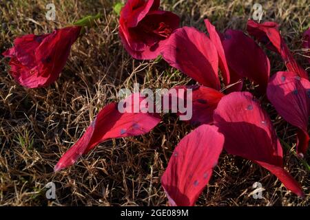 Hibiscus o petali di shoeflowers infettati con macchie nere rotonde a causa di spray fungicida o bug fungo Foto Stock